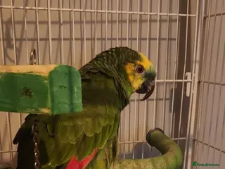 Parrots birds Blue fronted Amazon - Advert 9