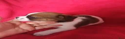 Mixed Breed dogs for sale: Beautiful Jack Tzu Puppies 2 x Girls 1 x Boy  in Darlington - Advert 3