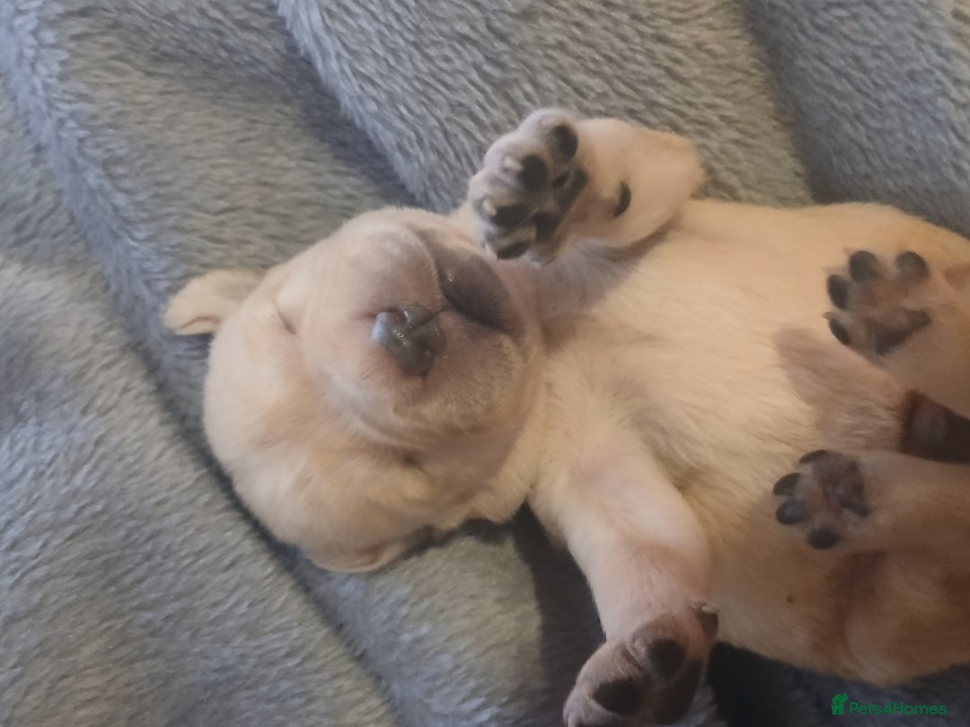 Labrador Retriever dogs for sale: Exceptional FTCHAMPION Labrador Retriever Puppies - Image 4