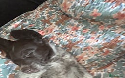 Cockapoo dogs for sale: Last 2 boys for sale both need new homes 💙 - Image 5