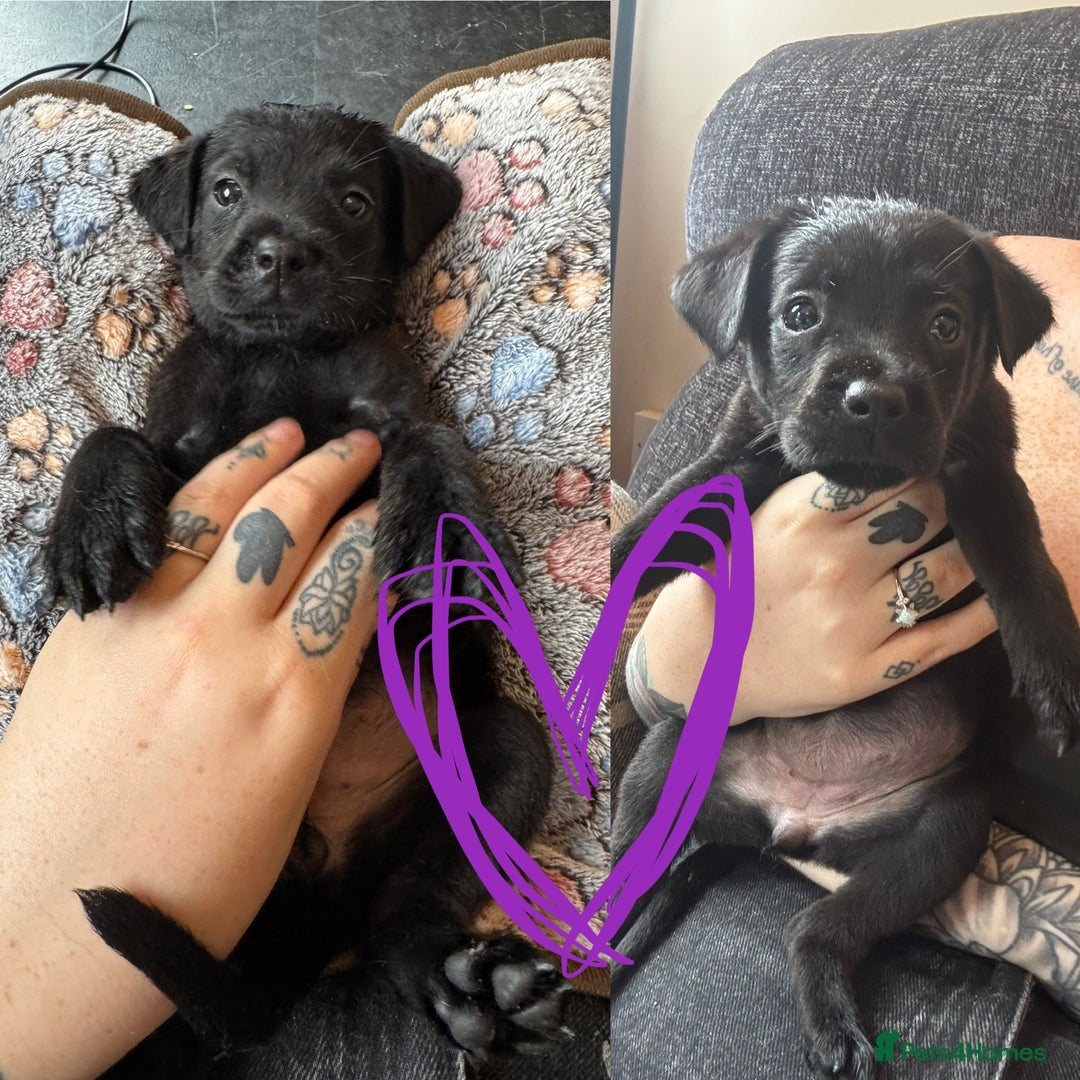 Mixed Breed dogs for sale: Last little girl! Reduced! - Image 19