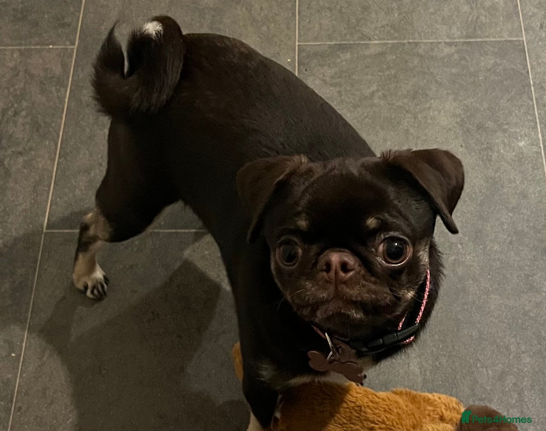 Pug dogs for sale: Tiny pug girl - Advert 19