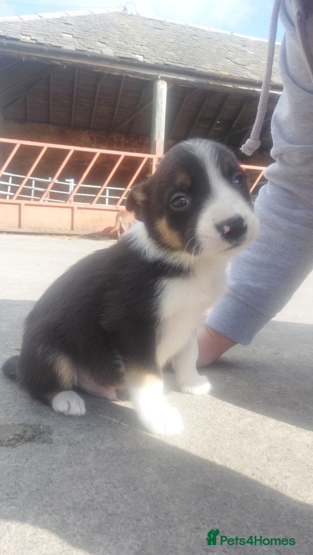 Border Collie dogs for sale: Border collie puppies - Advert 6