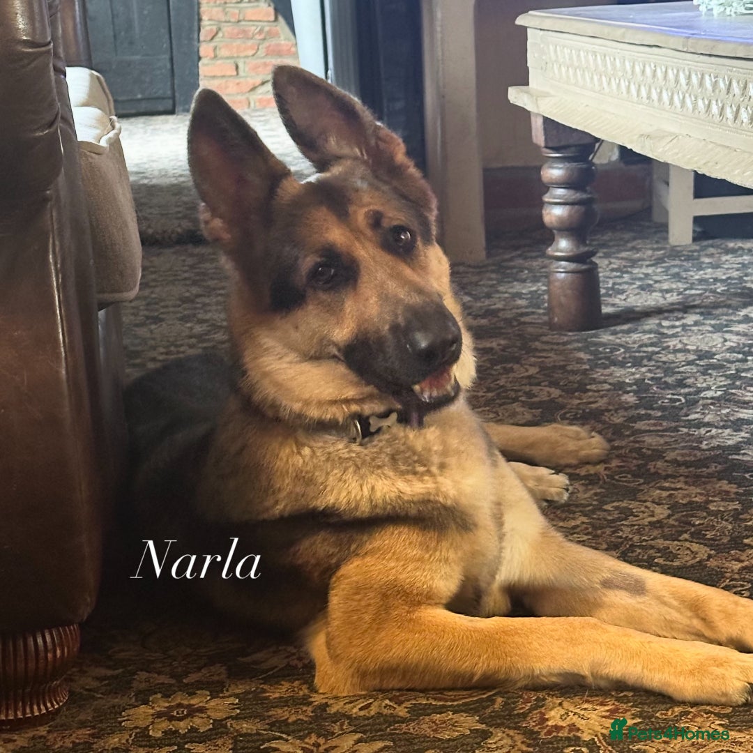 German Shepherd dogs for sale: KC fully health tested parents straight backed  - Advert 2