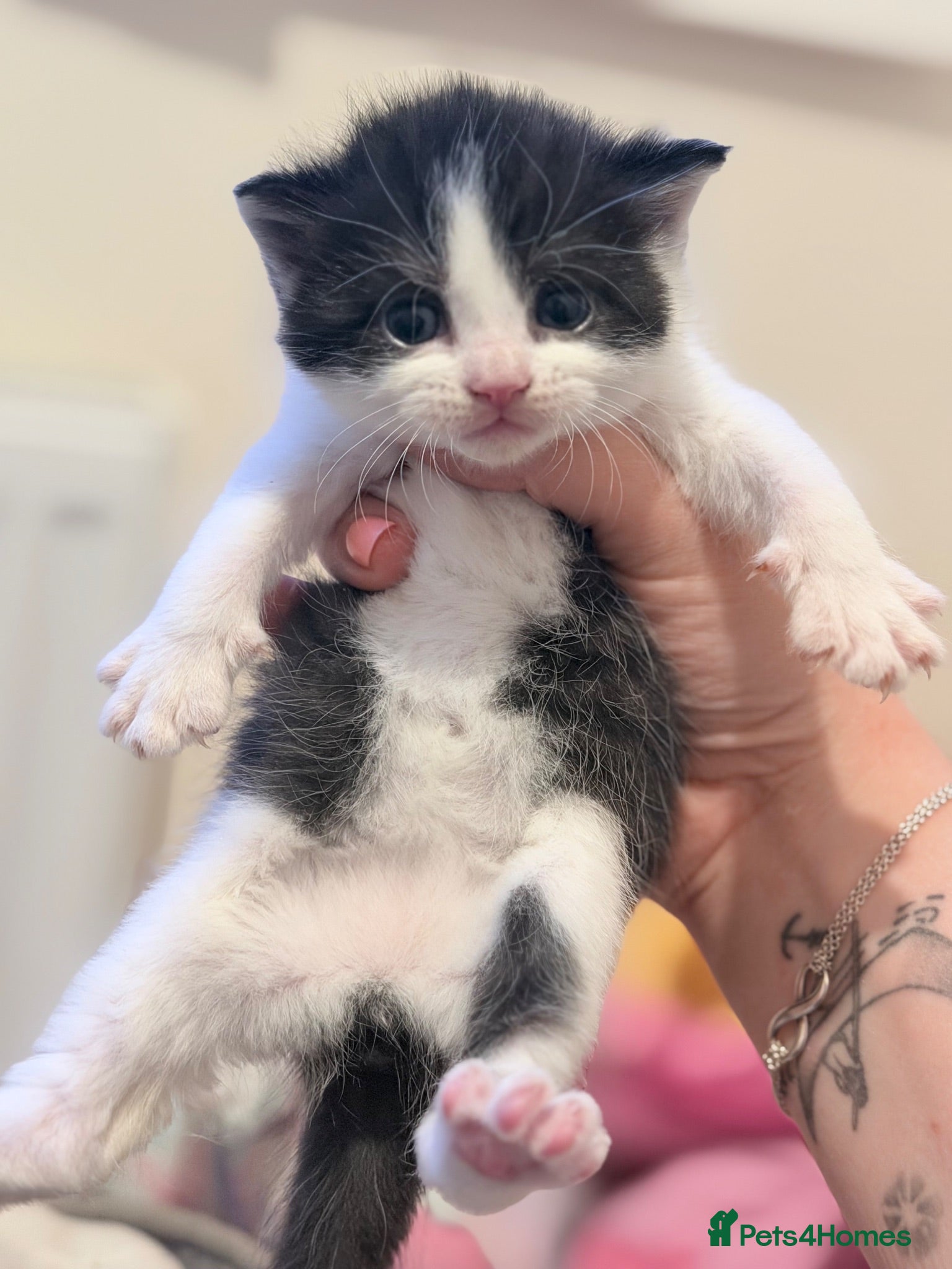 Mixed Breed cats British shorthair cross kittens - Advert 3