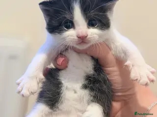 Mixed Breed cats British shorthair cross kittens - Advert 3