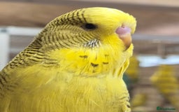 Budgerigars birds for sale: RARE mutation from 2023 for breeders in Bracknell - Image 1