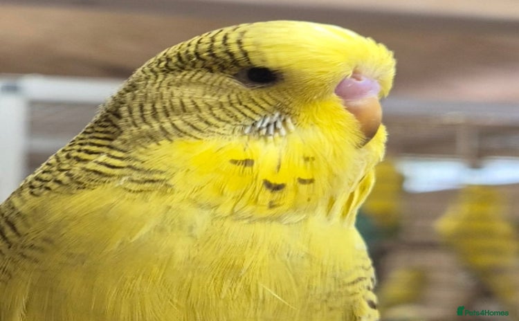 Budgerigars birds in Bracknell - Advert 2