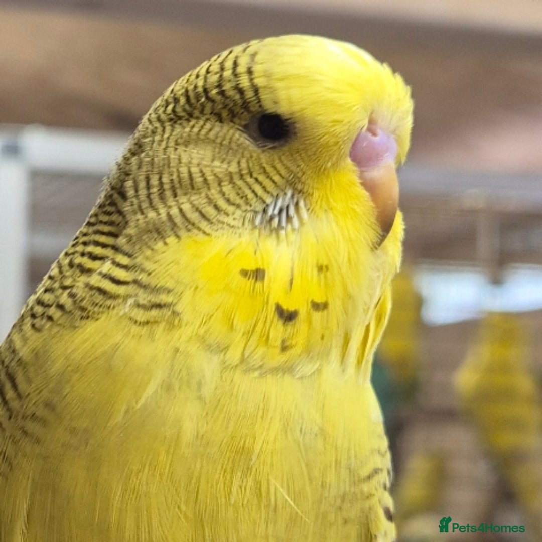 Budgerigars birds for sale: RARE mutation from 2023 for breeders in Bracknell - Image 1