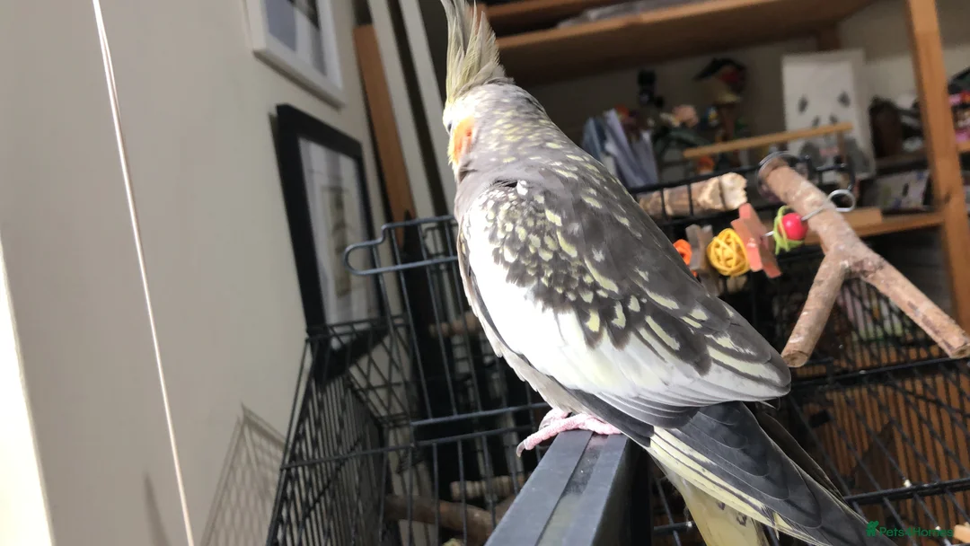 Cockatiels birds for sale: Two Loving Female Cockatiels for Rehoming - Advert 24