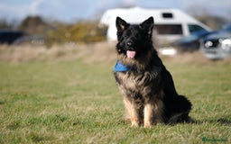 German Shepherd dogs for stud: Beautiful KC registered German Sheperd in Oakham - Image 1