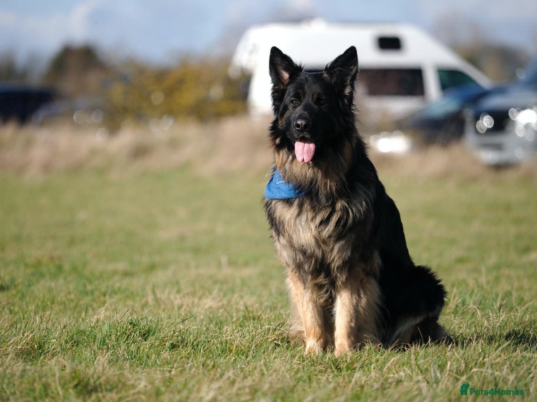 German Shepherd dogs for stud: Beautiful KC registered German Sheperd in Oakham - Image 1