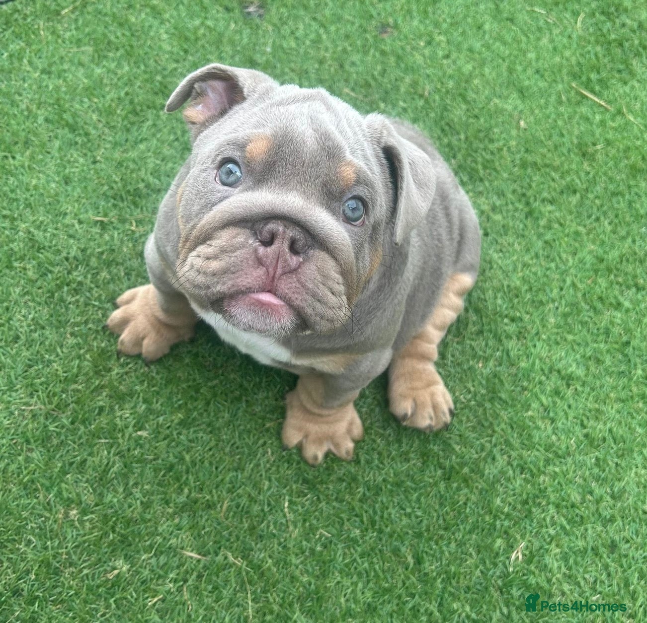 English Bulldog dogs Last boy and girl left ❤️💙 - Advert 15