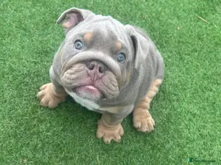 English Bulldog dogs Last boy and girl left ❤️💙 - Advert 15