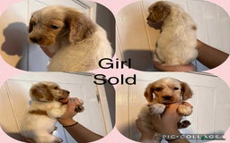 Cocker Spaniel dogs for sale: Cocker spaniel puppies  - Image 6