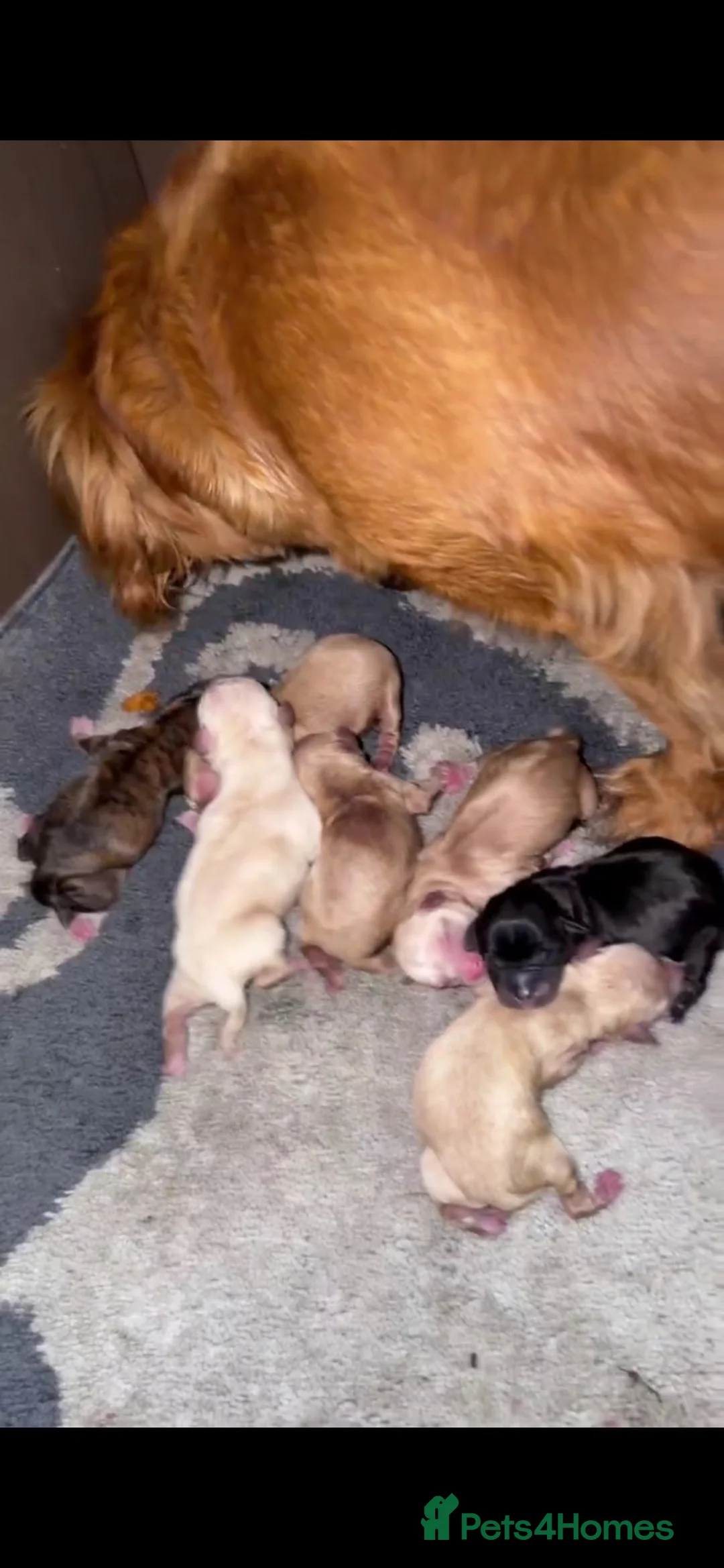 Mixed Breed dogs for sale: King Charles puppies mixed two boys in Bristol - Advert 2