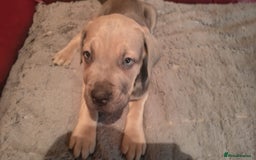 Cane Corso dogs for sale: 100 percent cane corsos puppys - Image 10