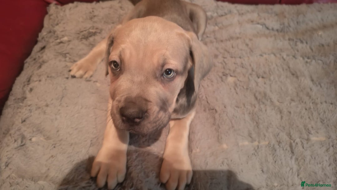Cane Corso dogs for sale: 100 percent cane corsos puppys - Image 10