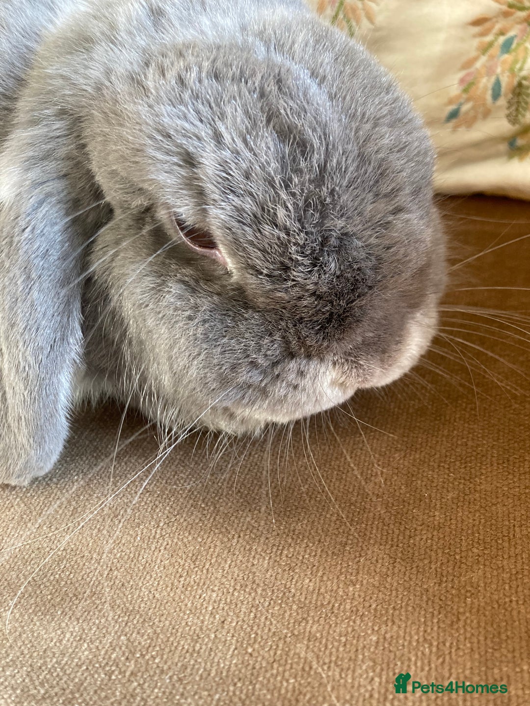 Mini Lop rabbits for sale: Grey mini lop bunny - Advert 5