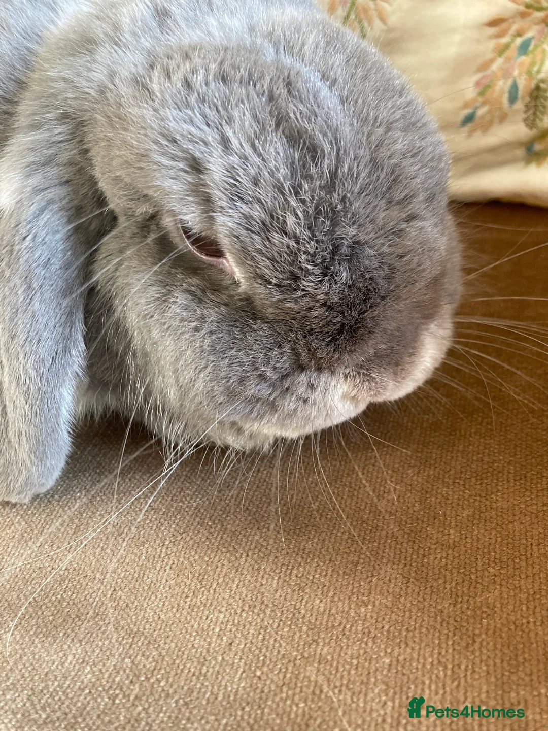 Mini Lop rabbits for sale: Grey mini lop bunny - Advert 5