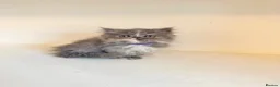 Persian cats for sale:  1 FEMALE LEFT Rare DWARF PERSIAN Munchkin Kittens - Advert 5