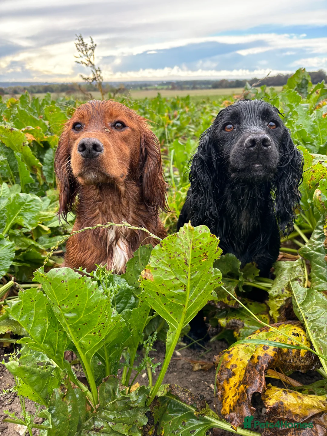 Cocker Spaniel dogs for stud: KC Fully health tested dark red working cocker - Advert 2