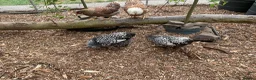 Chickens poultry for sale: Wyandotte Bantams Silver Laced in Crediton - Advert 3