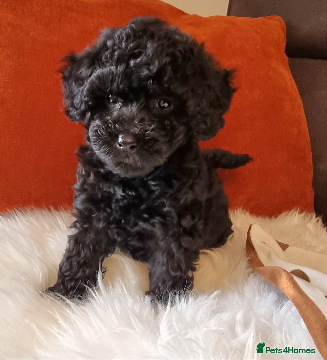 Cockapoo dogs for sale: Adorable best friend pups, sold fully vaccinated - Image 25