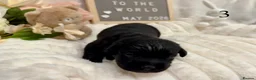 Labrador Retriever dogs for sale: Gorgeous Black Labrador Puppies  in Banstead - Advert 18
