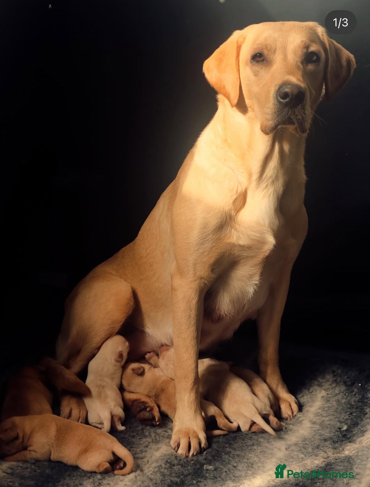 Labrador Retriever dogs KC Registered Yellow Labrador Bitch Puppy - Advert 1