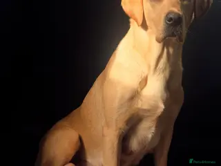 Labrador Retriever dogs KC Registered Yellow Labrador Bitch Puppy - Advert 1