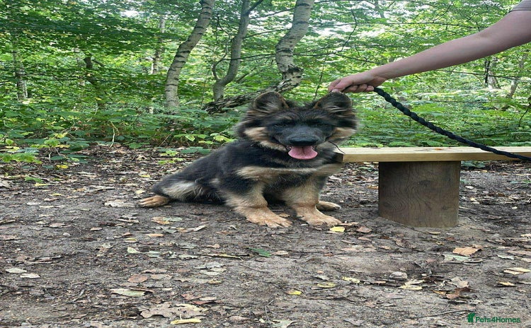 German Shepherd dogs - Advert 4