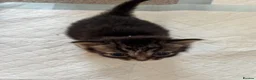 Mixed Breed cats for sale: Beautiful Kittens Looking for Their Forever Home - Advert 3