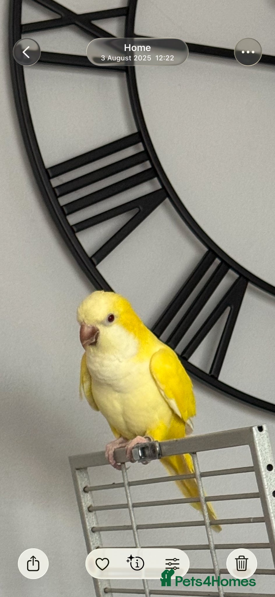 Parrots birds Yellow Qauker parrot  - Advert 1