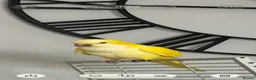 Parrots birds for sale: Yellow Qauker parrot  - Advert 1