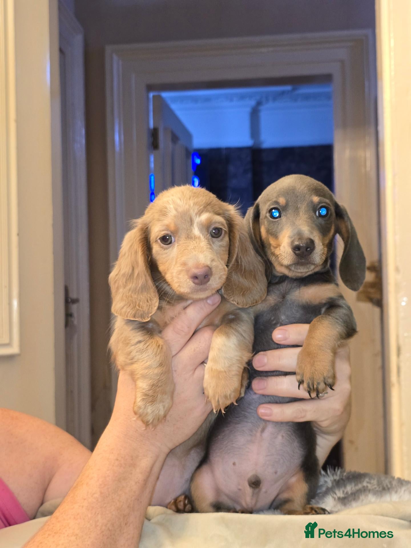 Miniature Dachshund dogs Stunning litter minature Dashounds - Advert 2
