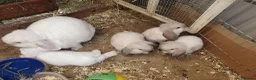 Mini Lop rabbits for sale: Friendly vaccinated baby mini lop boys - Advert 10