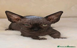Sphynx cats for sale: Odd eyes bambino ,oddeyes elf shpynx  - Image 3