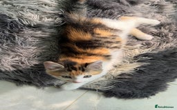 Mixed Breed cats for sale: Beautiful kittens!!!!! READY from 7/08/25 - Image 38
