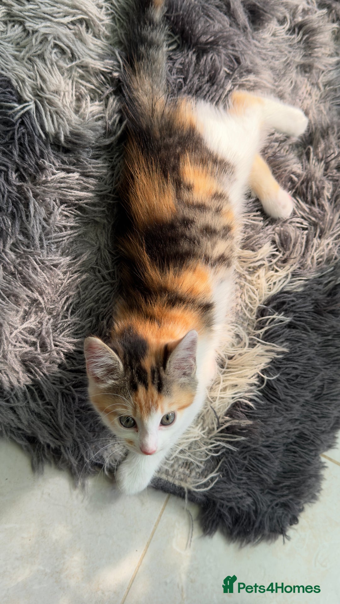 Mixed Breed cats for sale: Beautiful kittens!!!!! READY from 7/08/25 - Image 38