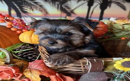 Yorkshire Terrier dogs for sale: Beautiful Pedigree Yorkshire Terrier puppies. - Advert 3