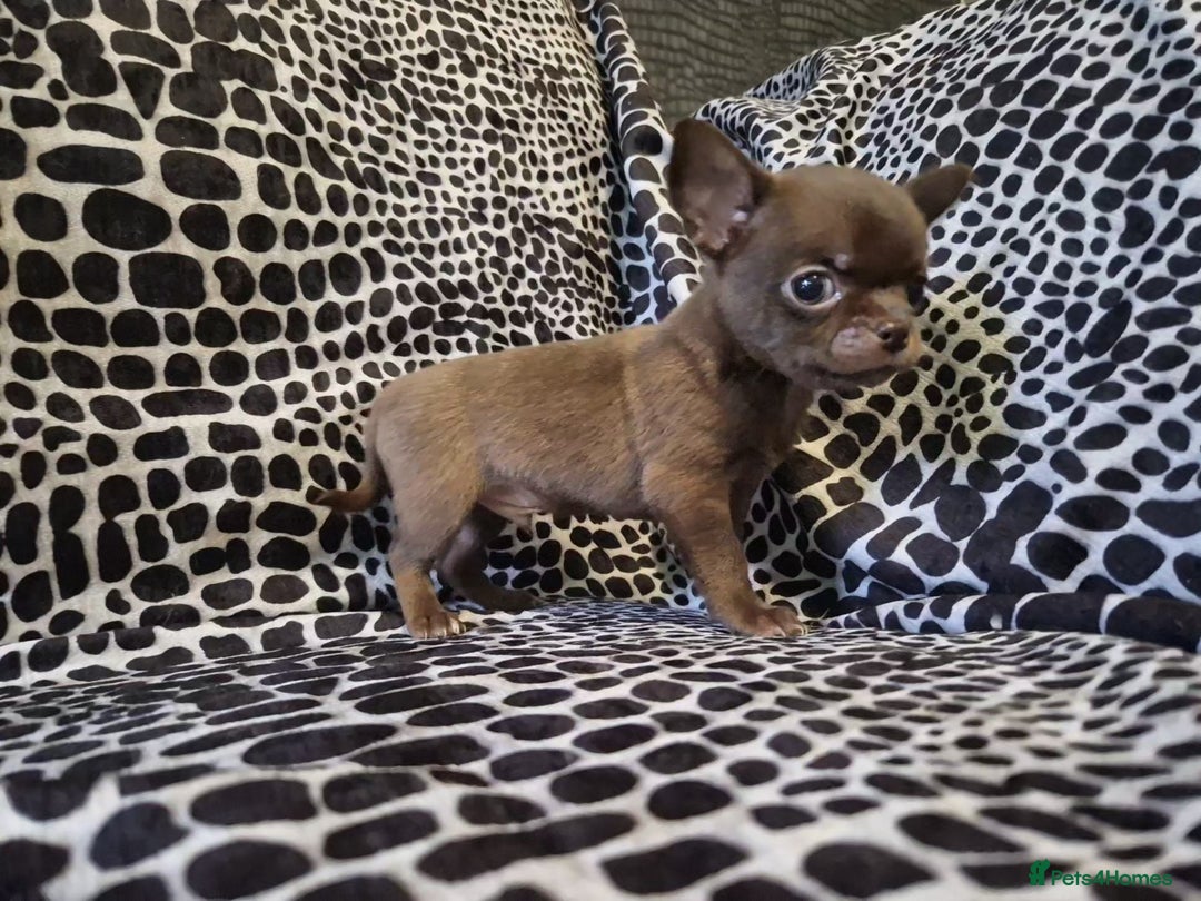 Chihuahua dogs for sale: 4 male chihuahuas - Advert 7