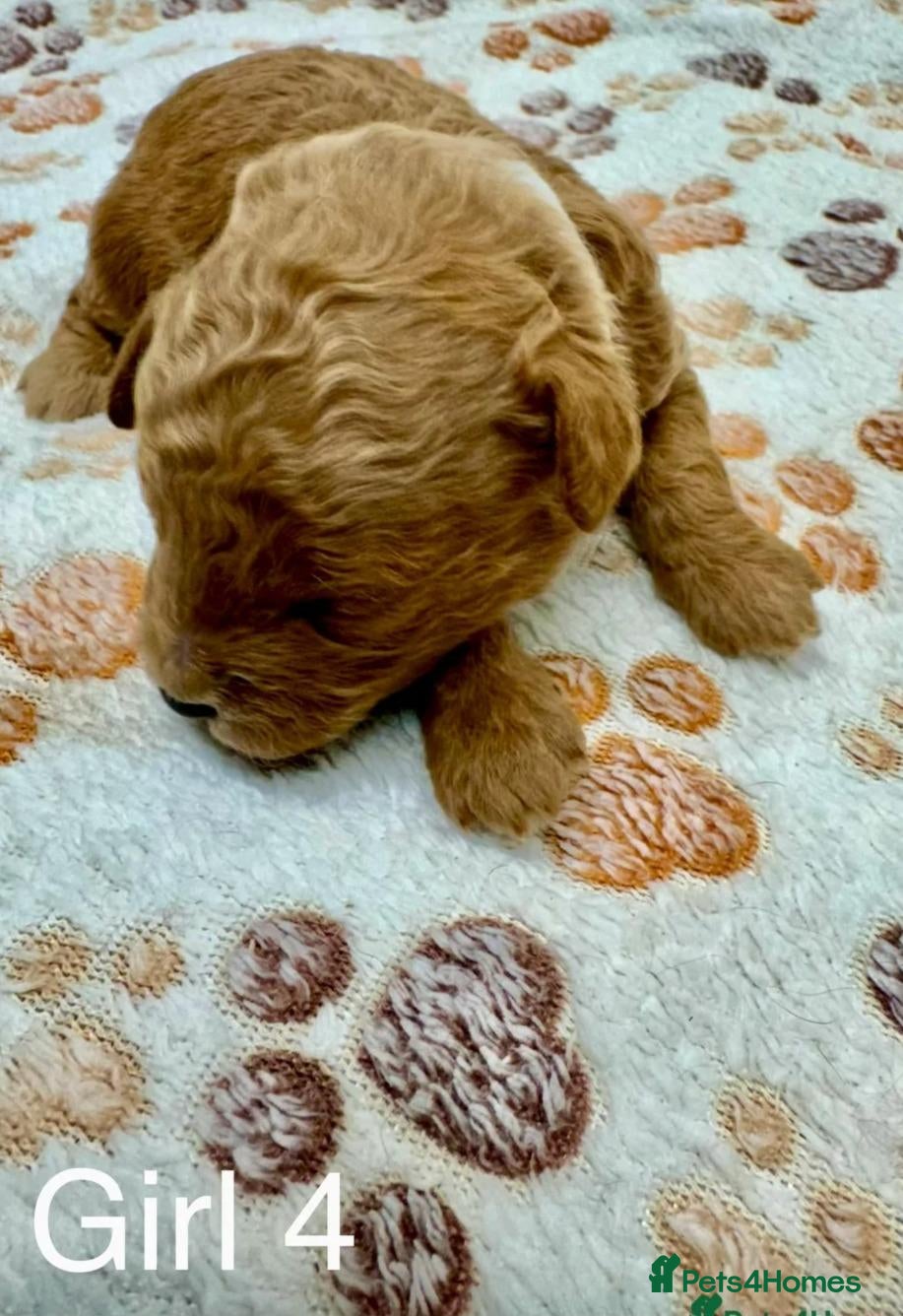 Cockapoo dogs Beautiful Cockapoo Puppies - Advert 2
