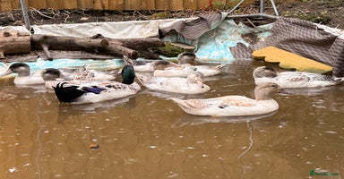 Ducks poultry - Advert 8