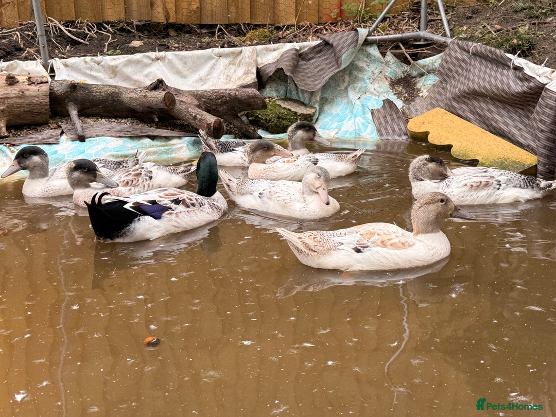 Ducks poultry for sale: 4 handsome young male Welsh harlequin ducks - Image 3