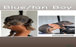 Dachshund dogs for sale: Miniature dachshunds - Image 4