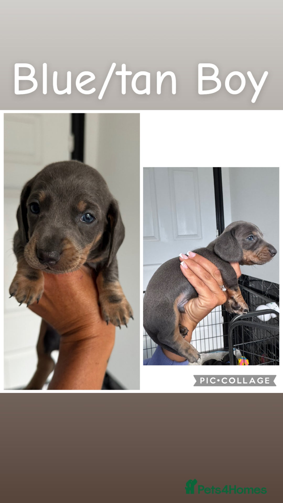 Dachshund dogs for sale: Miniature dachshunds - Image 4