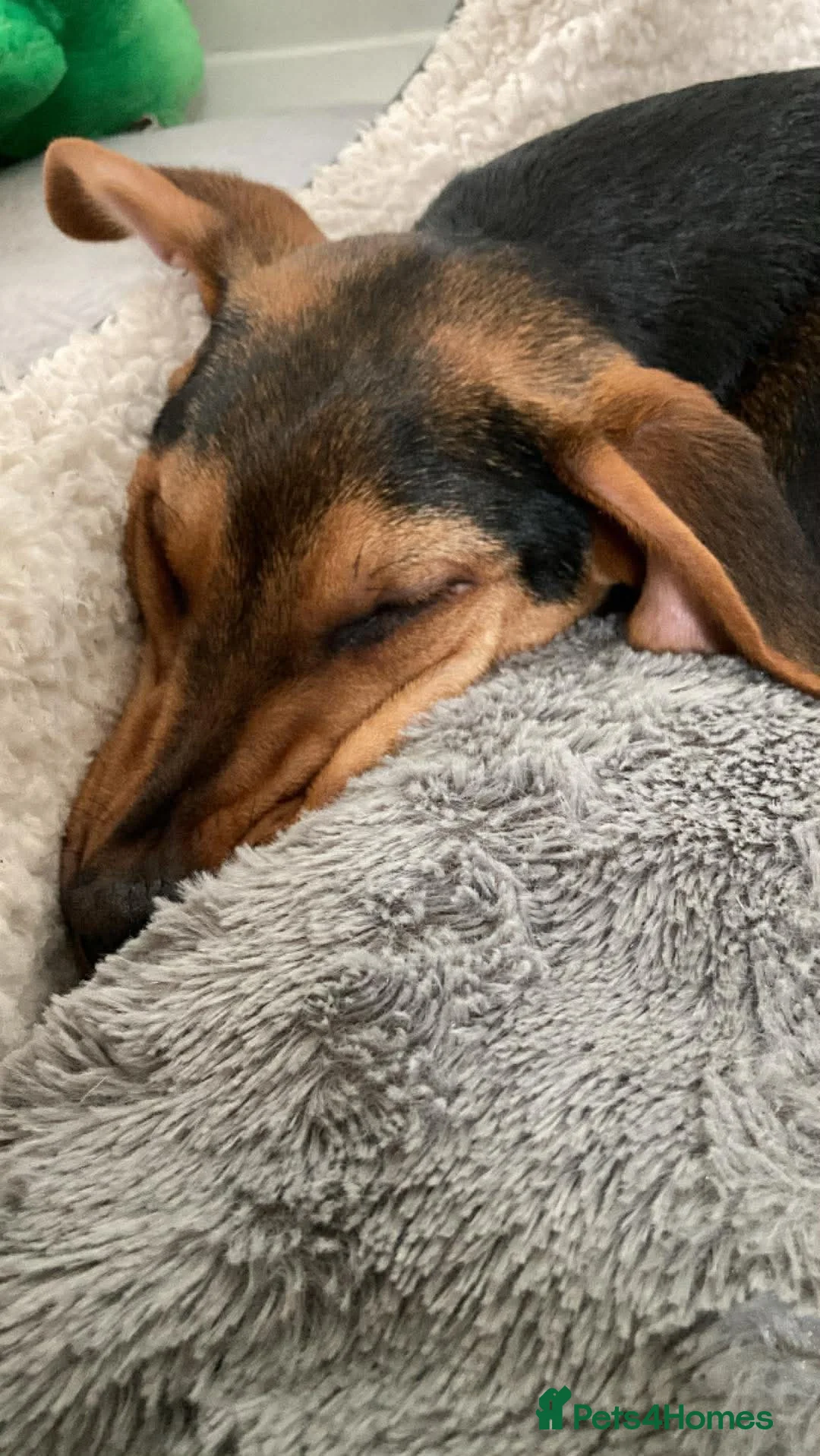 Mixed Breed dogs for adoption: Rocky hound cross 4.5 mth old puppy  - Advert 5