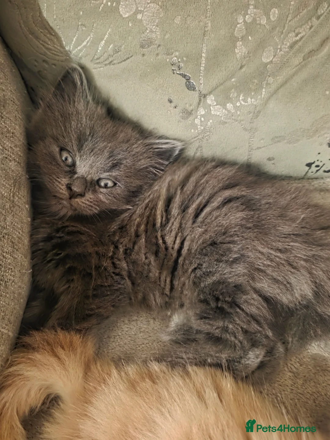 Maine Coon cats for sale: One  maincoone female - Advert 5