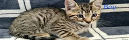Mixed Breed cats for sale: 6 Beautiful Kittens  - Advert 7